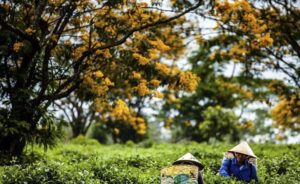 Hoa Muồng Vàng - Sắc Vàng Trên Cao Nguyên Gia Lai - Tin Tức Gia Lai