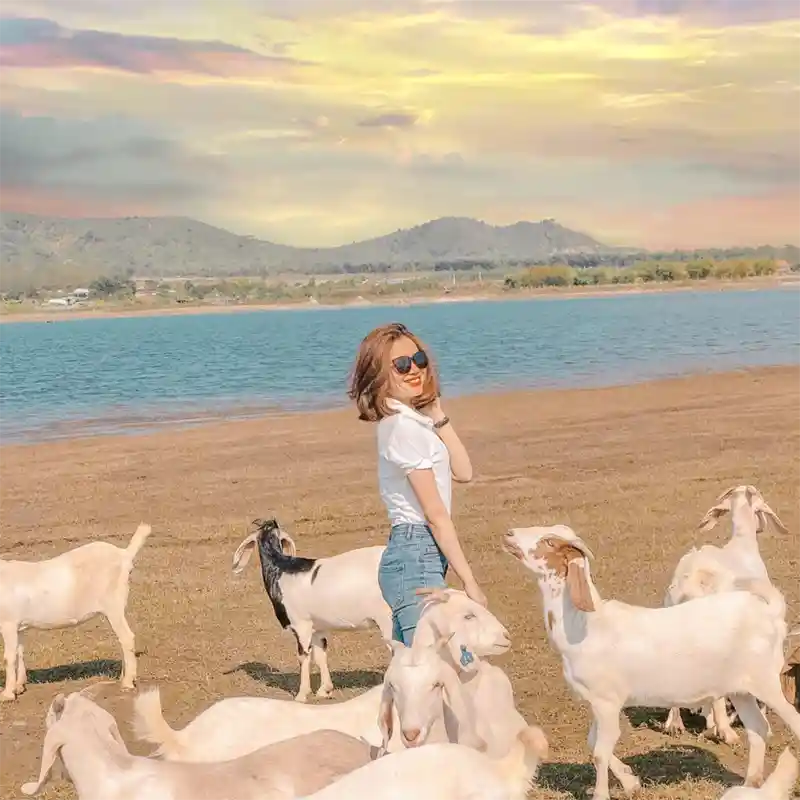 Bãi Bồi Tiên Sơn - Thảo Nguyên Giữa Lòng Hồ Gia Lai - Tin Tức Gia Lai