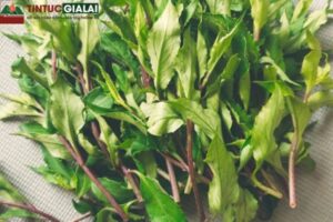 Rau Rừng Gia Lai (Rau Lủi) - Thần Dược Trong Ẩm Thực Tây Nguyên - Tin Tức Gia Lai