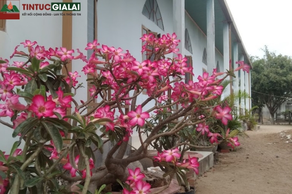 Nhà Thờ Tin Lành Plei Athai